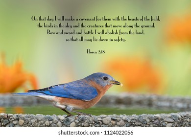 Male Eastern Bluebird Scripture Passage Stock Photo 1124022056 ...