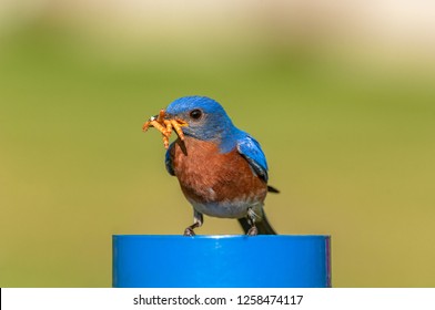 A male Eastern Bluebird (Sialia sialis)  gathers up mealworms, from a feeder, for its young.