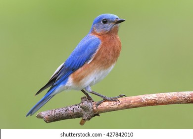 Male Eastern Bluebird (Sialia sialis) on a perch with a green background