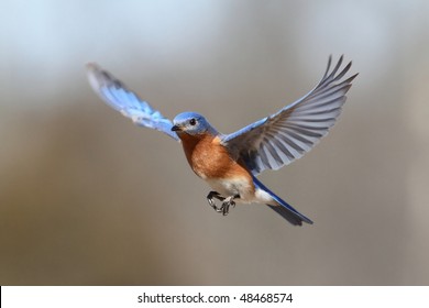 Male Eastern Bluebird (Sialia sialis) in flight