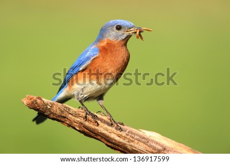 Male Eastern Bluebird (Sialia sialis) on a perch with worms and a green background