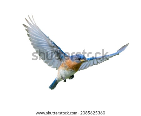 Male eastern bluebird - sialia sialis - in flight showing wing expanded with blue and brown orange colors.  Cutout stock photo on isolated white back ground