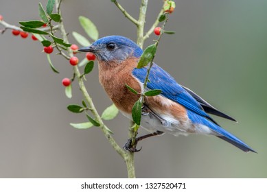 Male Eastern Bluebird Sitting Holly Tree Stock Photo 1327520471 ...