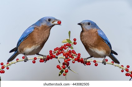 32 Bluebird On Holly Branch Images, Stock Photos & Vectors | Shutterstock