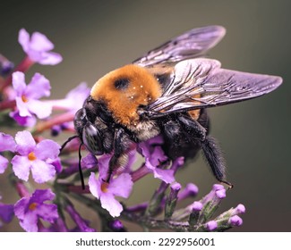 Male Eastern Carpenter Bee (Xylocopa virginica) feeding and pollinating purple butterfly bush flowers. Long Island, New York, USA.