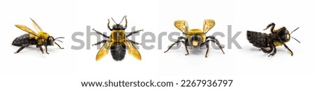 Male Eastern carpenter bee - Xylocopa virginica - 4 views side profile, dorsal top, front, bottom.  Isolated cutout on white background.  alive and released unharmed in North Florida