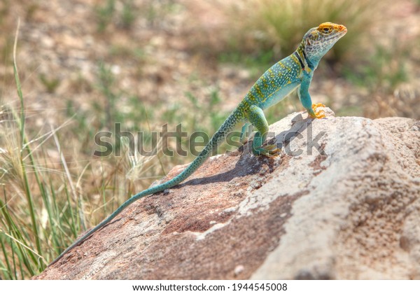Male Eastern\
Collared Lizard or Mountain Boomers (Crotaphytus collaris), near\
Colorado National Monument,\
Colorado