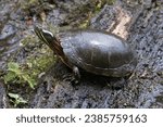 Male Eastern Painted Turtle on wet log closeup