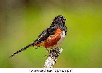 A male Eastern Towhee calling while perched on a dead snag with 