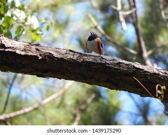 Male Eastern Towhee Perched And Singing