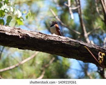 Male Eastern Towhee Perched And Singing