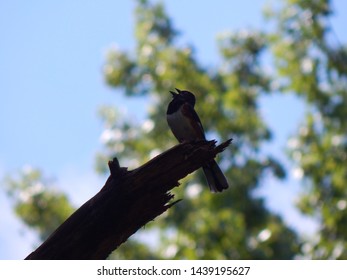 Male Eastern Towhee Singing In The Shade