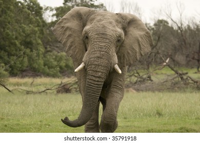 Male Elephant Charging.