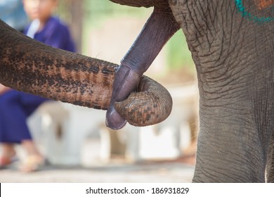 Elephant Cocks