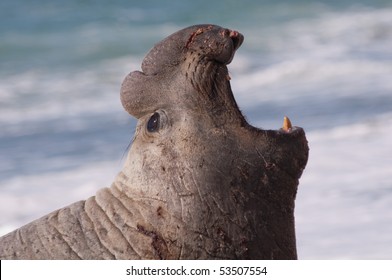 Male Elephant Seal