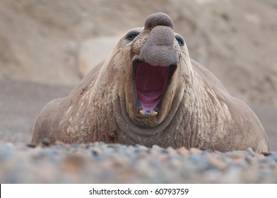 Male Elephant Seal