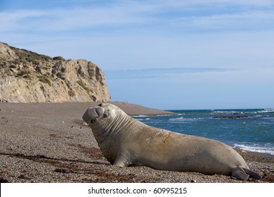 Male Elephant Seal