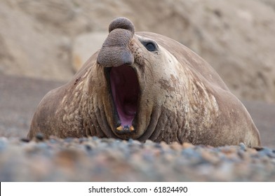 Male Elephant Seal