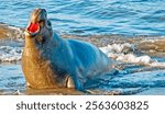 Male Elephant Seal Displays Aggression