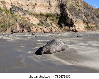 Male Elephant Seal At Año Nuevo State Park