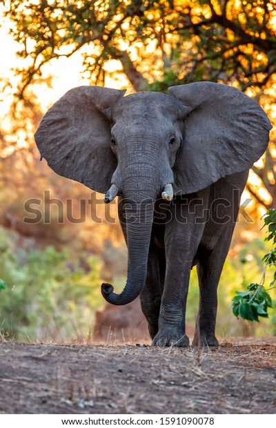 Male elephant at\
sunset in the dry season in the forest of high trees in Mana Pools\
National Park in Zimbabwe