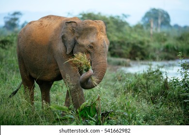A male elephant without tusk is walking through the Udawalawe National Park in Sri Lanka. - Powered by Shutterstock