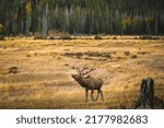 Male elk bugling in Rocky Mountain National Park, Colorado, USA, in autumn; forest in background