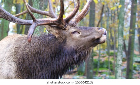 Male Elk Doing His Bugle Call During Rut Season