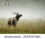 Male Elk Sniffs The Air With Female Elk Grazing in Cataloochee Field