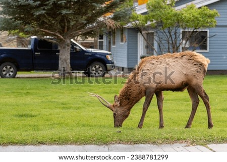 Male elk, stag, buck grazing on a Americans front garden on the outskirts of Yellowstone national park in a small town called Gardiner Stock fotó © 