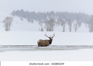 Male elk standing in frozen river, Yellowstone National Park, MT.