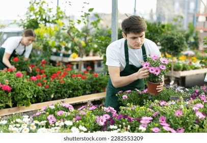 male employee of trading floor checks correspondence of price on label of pot with Cape daisy plant and on price tag - Shutterstock ID 2282553209