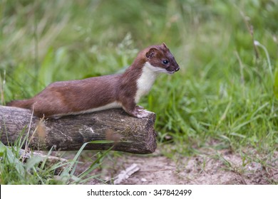 Male Ermine Or Stoat, Mustela Erminea