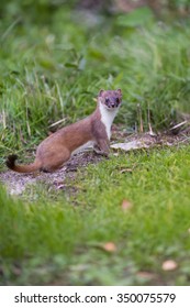 Male Ermine Or Stoat, Mustela Erminea