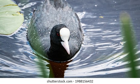 Male Of Eurasian Coot Bird (Fulica Atra) Featuring Black Feather And White Frontal Shield Swims On Lake.