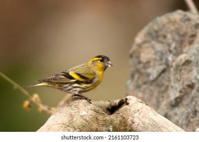 The Male Eurasian Siskin , Spinus Spinus, Common Siskin    Perching On A Stump Feeder, A Stump Log Foraging For Seeds, Nuts And Dried Mealworms And Eating Sunflower Seed. Birds On Feeder.