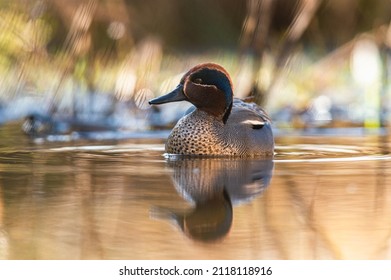 Male of Eurasian Teal, Common Teal or Eurasian Green-winged Teal, Anas crecca on the water in the rays of the morning sun