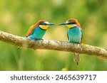 The male European bee-eater (Merops apiaster)two birds sitting facing each other with their beaks