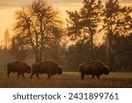 male European bison (Bison bonasus) or the European wood bison during sunset