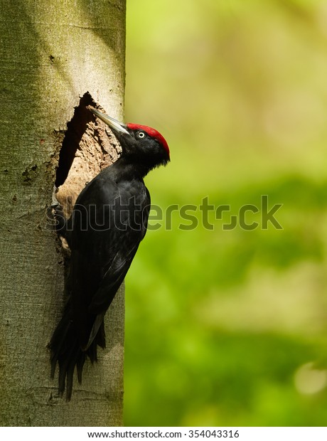 Male european Black Woodpecker Dryocopus martius next to\
nest-hole on beech trunk, coming to change with female on nest.\
Typical vertical composition, fresh spring green blurred forest\
background.  