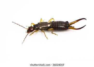 A male European earwig on a solid white background.