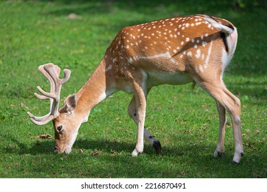 Male European fallow deer or buck (Dama dama) grazing ina grassy meadow, springtime scene - Powered by Shutterstock