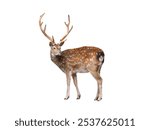 male european fallow deer isolated on a white background