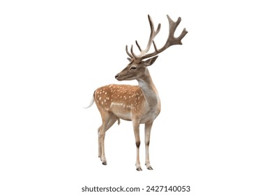 male european fallow deer isolated on a white background