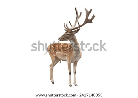 male european fallow deer isolated on a white background