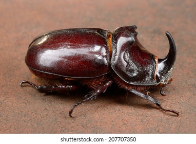 male european rhinoceros beetle (on brick, to right)