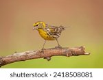 Male European Serin (Serinus serinus) standing on a branch. Gradient background. Small yellow coloured songbird.