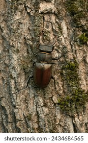 Male European Stag Beetle on a mossy tree trunk. Lucanus cervus, known as the European stag beetle, or the greater stag beetle, is one of the best-known species of stag beetle (family Lucanidae).