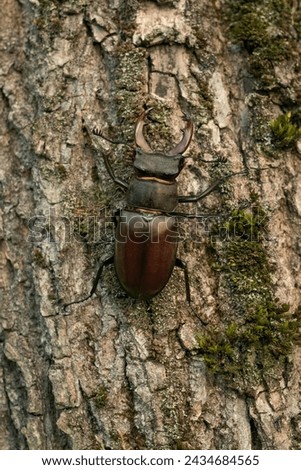 Male European Stag Beetle on a mossy tree trunk. Lucanus cervus, known as the European stag beetle, or the greater stag beetle, is one of the best-known species of stag beetle (family Lucanidae).