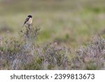 Male European stonechat (Saxicola rubicola) on the moors on a summer evening, Perthshire, Scotland